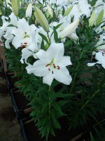 [4349 Signum TL VZ No201.JPG]